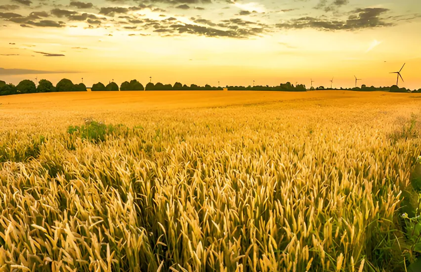 Сельское хозяйство